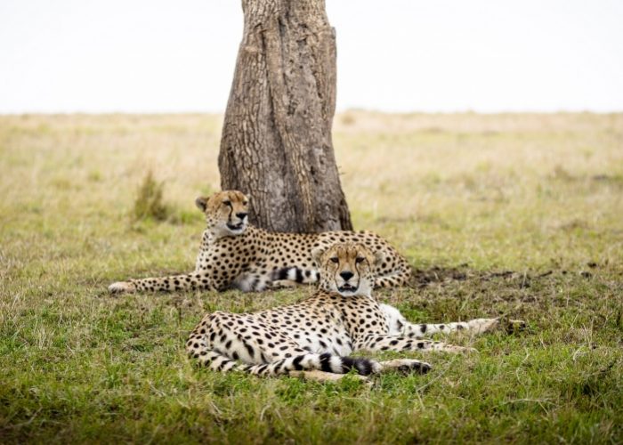 Tansania-Safari