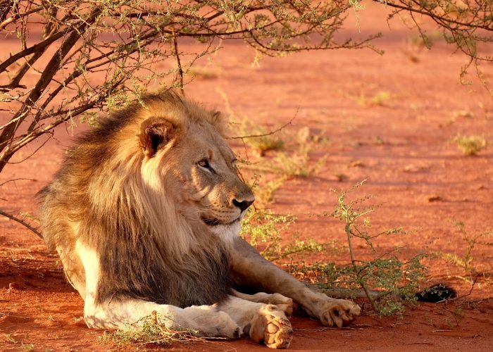 Lionking-in-serengeti.jpg