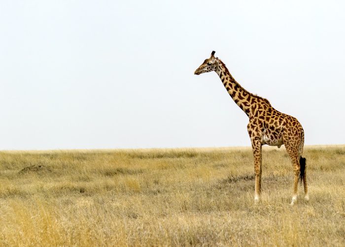 giraffee-1.jpg